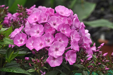 Purple with a pink center flowers of phlox paniculata close up