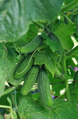 Young cucumbers grow on a cucumber vine and have bumpy skin with tiny dotted spines.