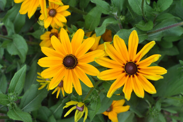 The bold, stunning yellow flowers of blooming Rudbeckia Cheyenne Gold