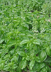 Sweet basil or Genoese basil strong plants with juicy green leaves growing in the garden
