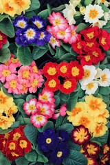 Spring flowers background