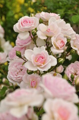 The close up of blooming pink rose bush with a blurry foreground