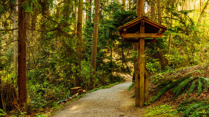 Gently undulating footpath on BC forest trail