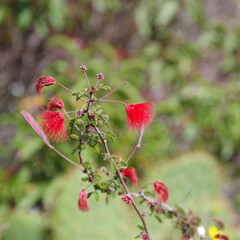 Fototapeta premium Flowers of a red mimosa tree Albizia julibrissin
