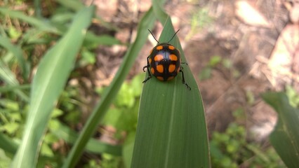 joaninha, Coccinelídea