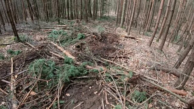 Gang durch R&uuml;ckegasse im Wirtschaftswald nach Baumf&auml;llung mit Harvester, R&uuml;ckeweg, Holzernte, Waldumbau, Reifenspuren, Handkamera, Gimbal
