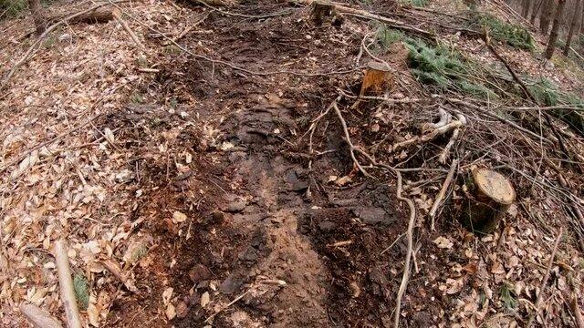 Gang durch R&uuml;ckegasse im Wirtschaftswald nach Baumf&auml;llung mit Harvester, R&uuml;ckeweg, Holzernte, Waldumbau, Reifenspuren, Handkamera, Gimbal
