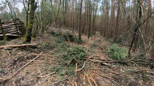 R&uuml;ckegasse im Wirtschaftswald nach Baumf&auml;llung mit Harvester, R&uuml;ckeweg, Holzernte, Waldumbau, Schwenk
