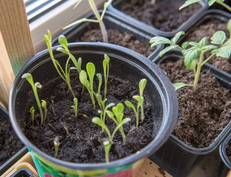 seedlings of peppers and flowers in plastic containers on the windowsill