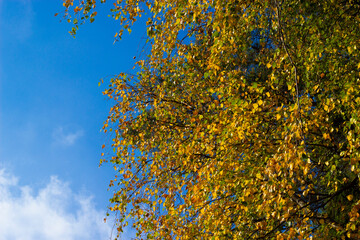 Orange yellow discolored leaves on the branches of birch trees in the autumn season against a blue sky. Peaceful nature. Nature and autumn concept.