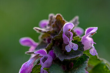  Lamium purpureum wild pink flowering purple dead-nettle flowers in bloom