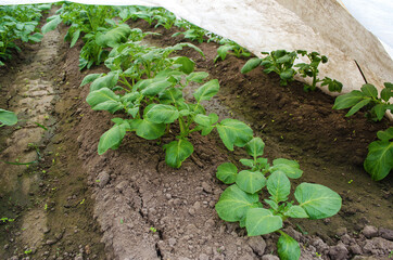 Rows of young bushes potato plantation. Farming and agriculture. Agroindustry agribusiness. Growing food vegetables. Growing potatoes in plastic wrap tunnels in early spring. Greenhouse effect