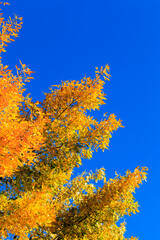 Fototapeta na wymiar Color of fall - Peak of Autumn