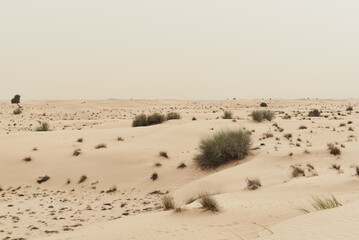 Desert life landscape: sandy dunes covered with green plants, Dubai, UAE
