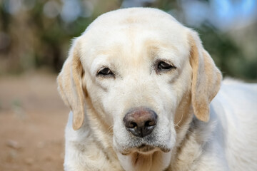 Cachorro labrador.