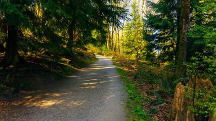 Walking a natural forest trail on Burnaby Mountain, BC, springtime
