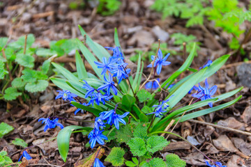 Blue scilla flowers (Scilla siberica) or siberian squill