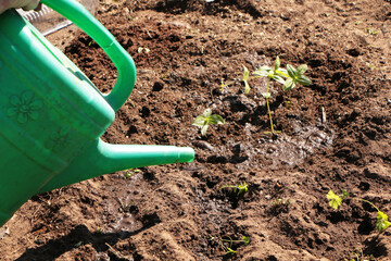 In the spring, a woman plants vegetables in the garden and waters them from a watering can.