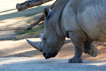 Obraz premium Large male rhinoceros about to graze