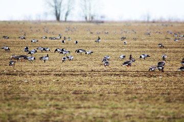 A flock of wild geese eating in a field during their spring migration.