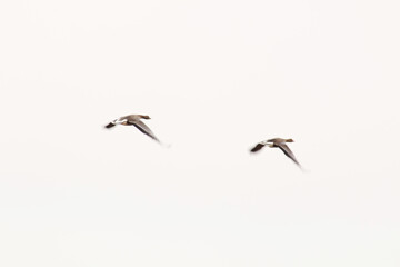 Wild geese are flying on a white background.