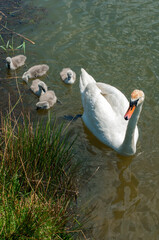 pair of swans with little swans