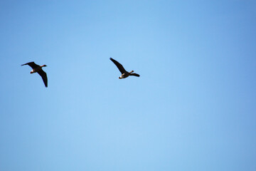 Fototapeta premium Wild geese on a background of blue sky make a spring migration.