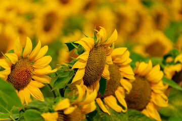 Sunflowers blooming in the field