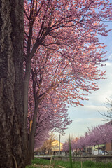 Fototapeta premium spring along the small river