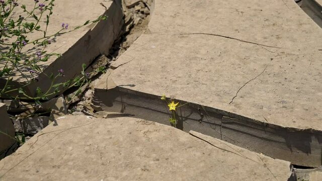 Resistant flower in a cracked earth in a desert in Peru, South America