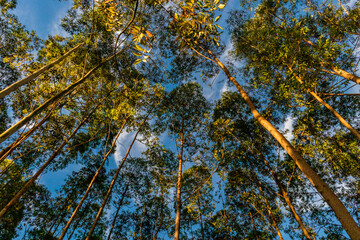 autumn in the forest