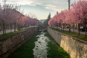 
spring along the small river
