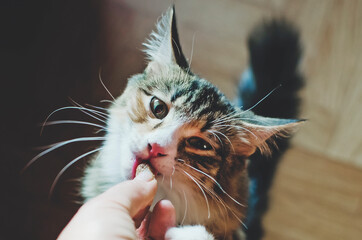 The owner feeds his cat. Pets live at home.