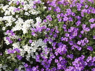 Blaukissen / Aubrieta / Aubretia / False Rockcress 