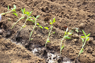 Farming as a need for organic products. Young bores in the garden.Growing natural products. Gardening and vegetable garden, spring planting of vegetables.
