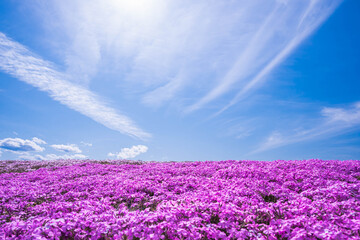 青空とピンクの芝桜