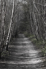 path in the forest