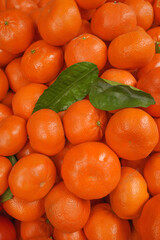 background of organic tangerines with leaves