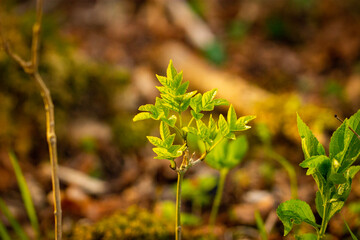 close up of leaves