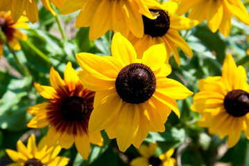 Blooming yellow flowers rudbeckia . Green meadow full of flowers .