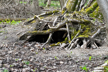 roots of tree