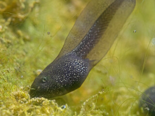 Frog tadpole feeding green algaes