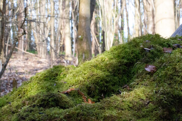 footpath in the woods
