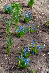 Bluish April primroses in bloom