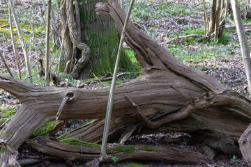 roots in the forest