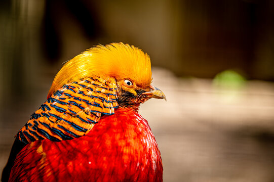 Male golden pheasant. Chrysolophus pictus. Portrait of Chinese pheasant. Rainbow pheasant.