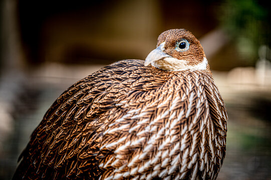 One female Lady Amherst's pheasant. Portrait of Chrysolophus amherstiae.