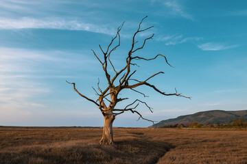 dead tree in the middle of nowhere