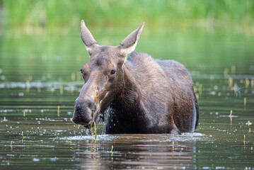 a female moose sitting in a pond eating some plants