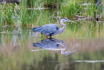 A great blue heron stalking its prey